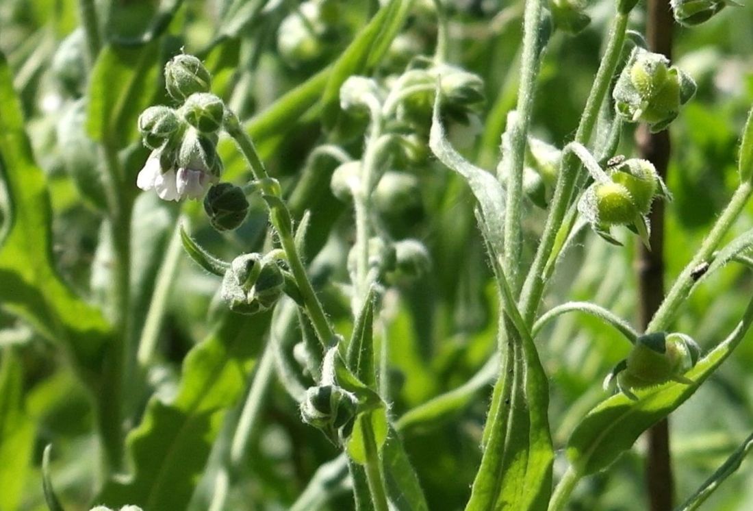 Image of Cynoglossum officinale specimen.