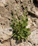 Campanula versicolor