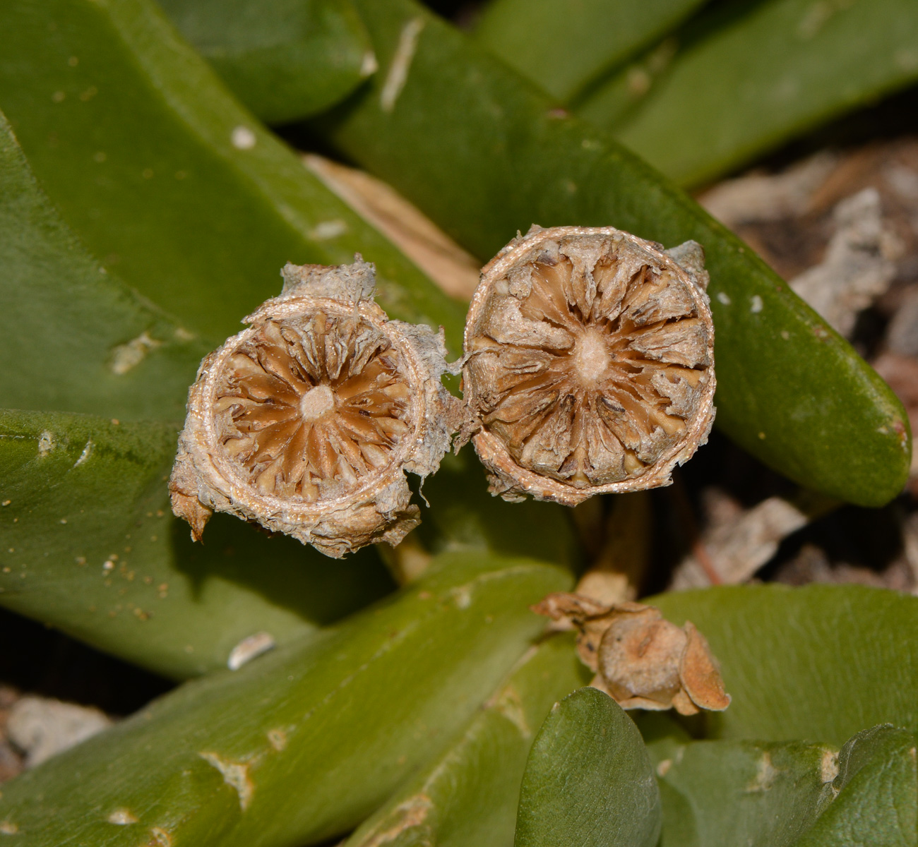 Изображение особи Glottiphyllum linguiforme.