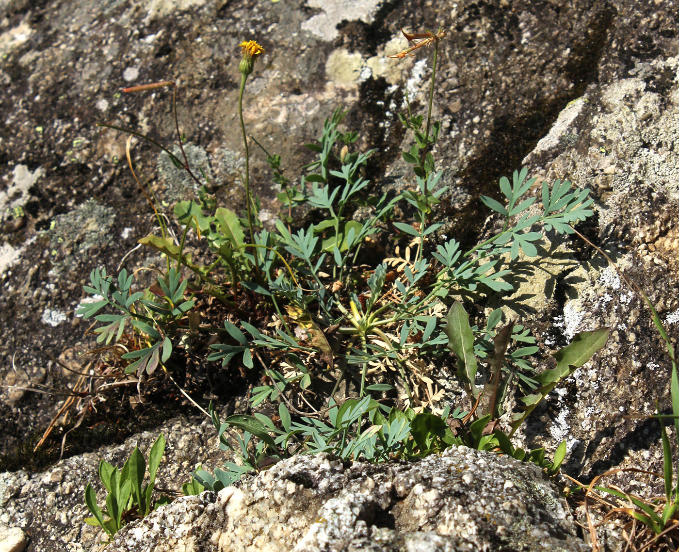 Image of Seseli petraeum specimen.