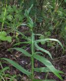 Centaurea scabiosa. Верхушка листа. Новосибирская обл., г. Новосибирск, окр. Академгородка, побережье Новосибирского вдхр., луговая поляна среди прибрежной древесно-кустарниковой растительности. 5 августа 2017 г.