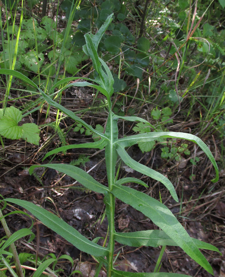 Image of Centaurea scabiosa specimen.