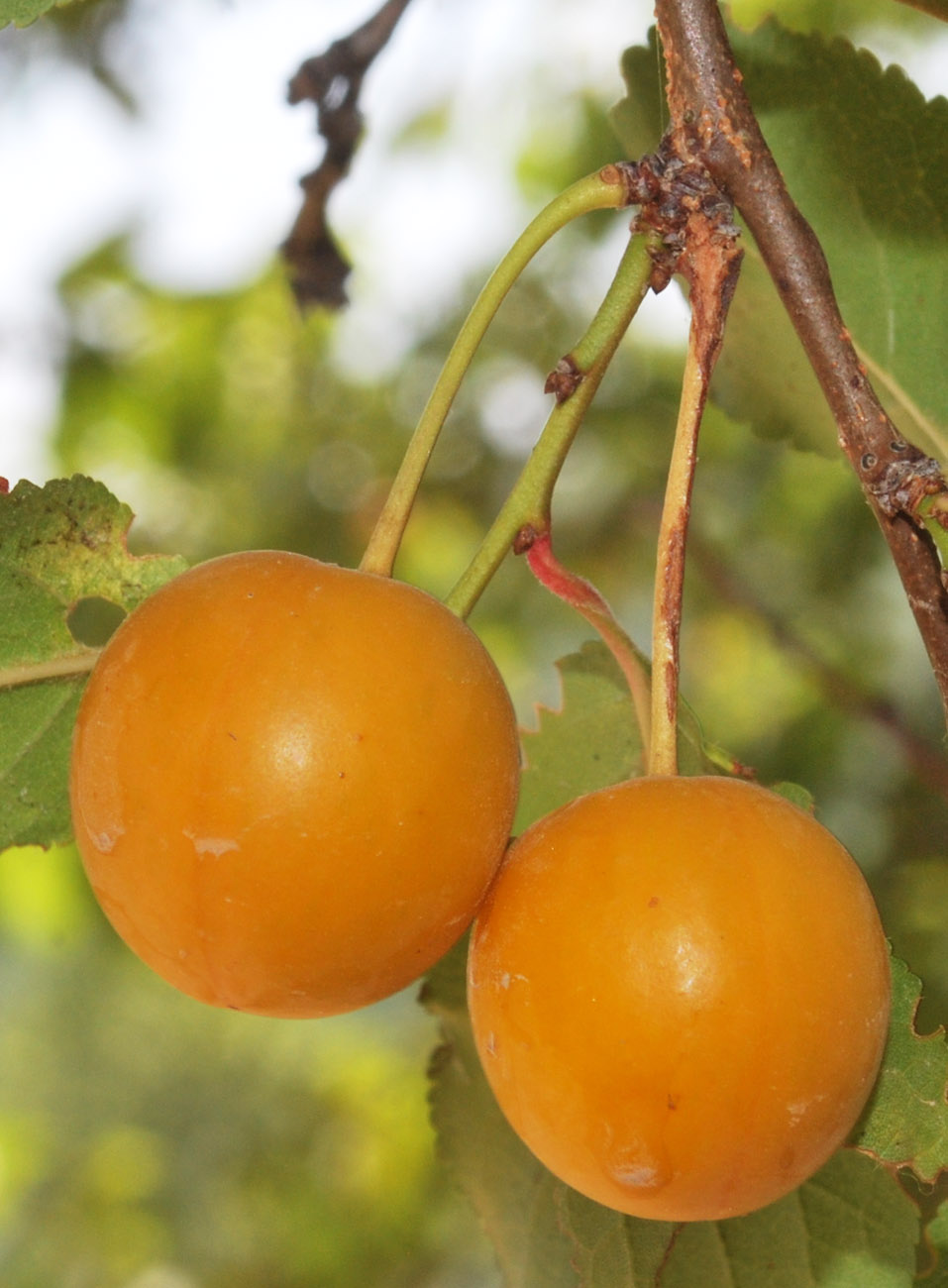 Image of Prunus cerasifera specimen.