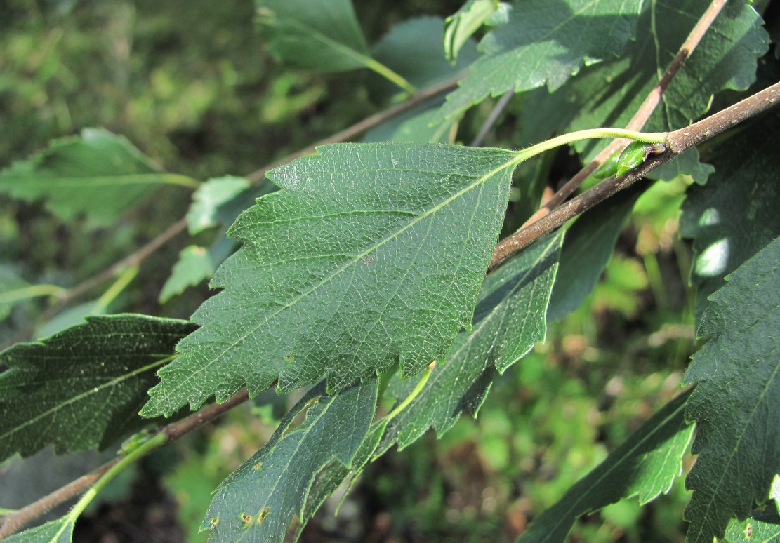 Изображение особи Betula litwinowii var. svanica.