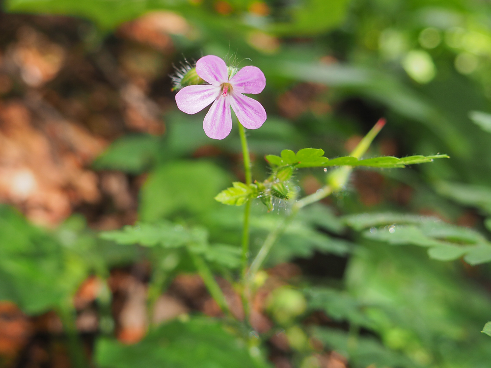 Image of Geranium robertianum specimen.