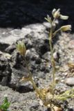 Arenaria leptoclados ssp. viscidula