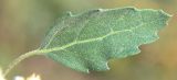 Image of taxon representative. Author is Тулкин Тиллаев
