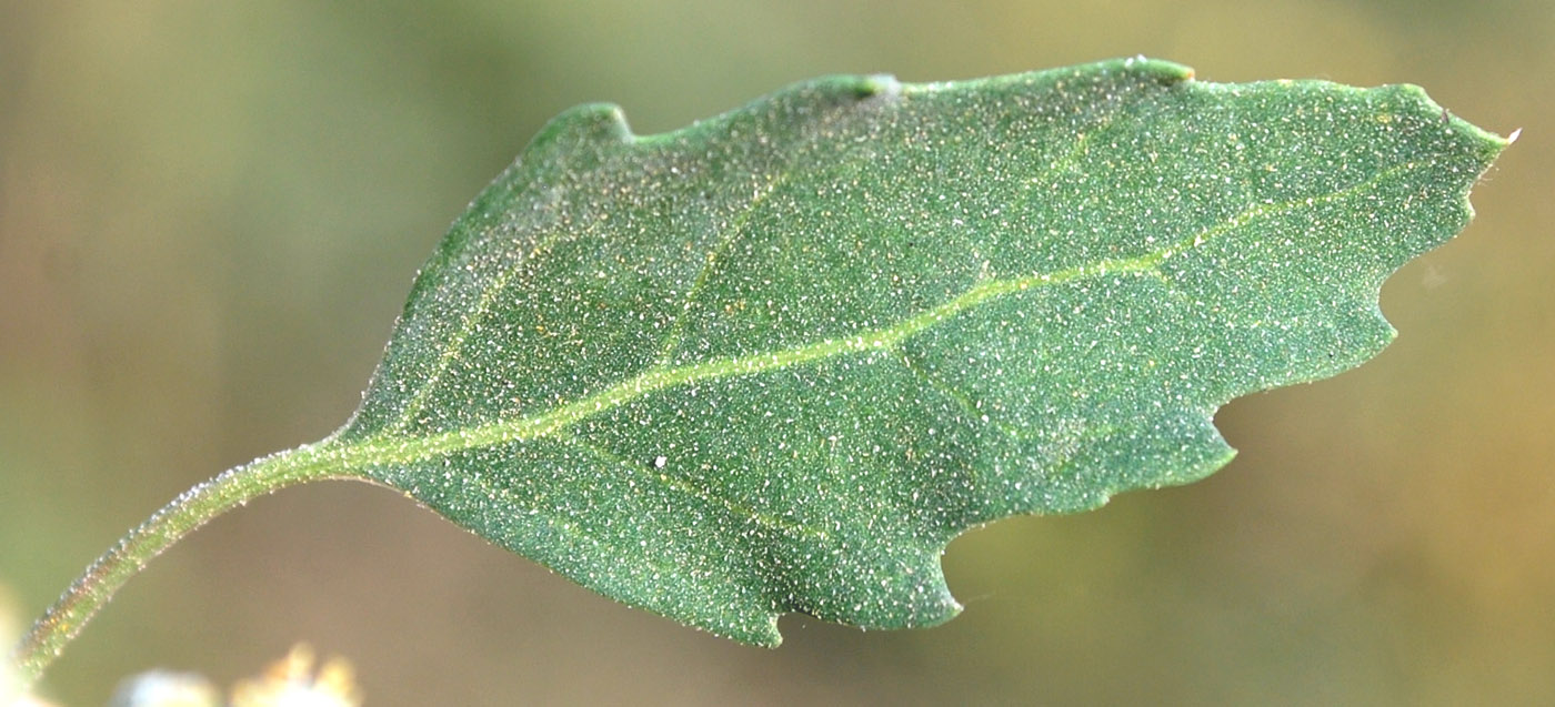 Изображение особи Chenopodium album.