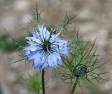 Nigella damascena