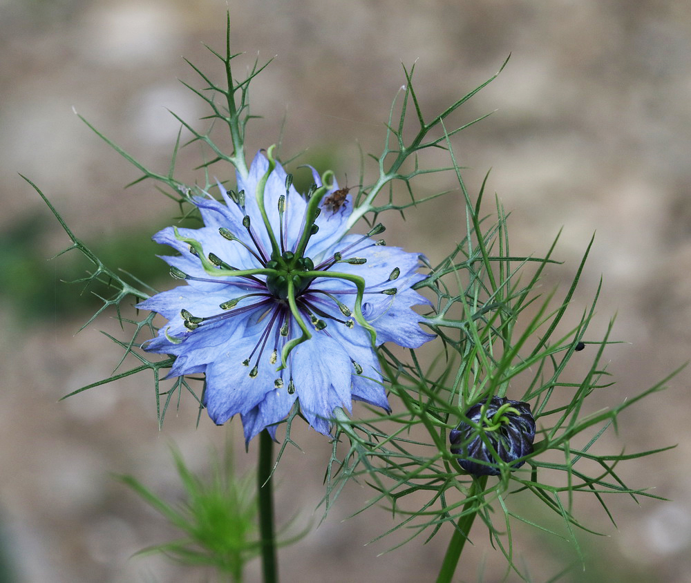 Изображение особи Nigella damascena.