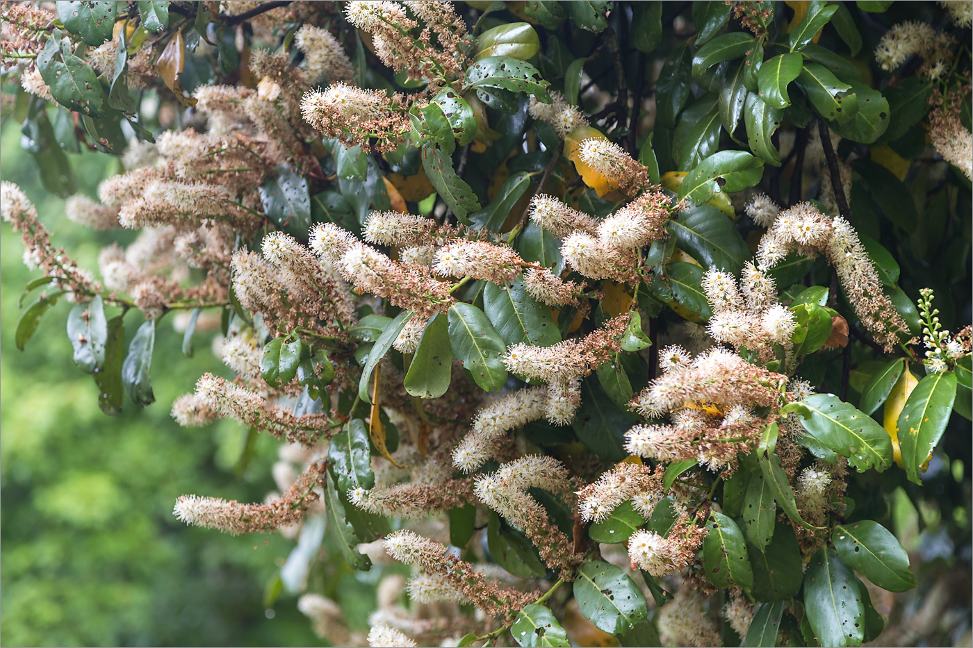 Image of Lauro-cerasus officinalis specimen.