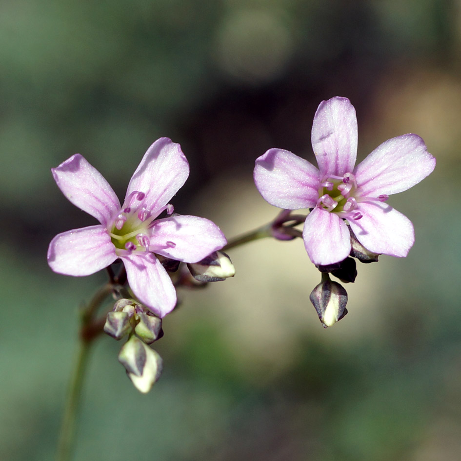 Image of Gypsophila sambukii specimen.
