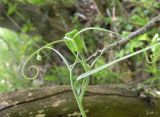 Fritillaria ruthenica. Верхушка побега с незрелым плодом. Днепропетровская обл., балка в верховьях р. Самоткани. 07.05.2010.