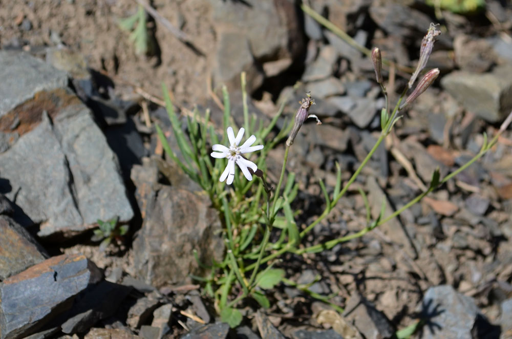 Image of Silene kuschakewiczii specimen.