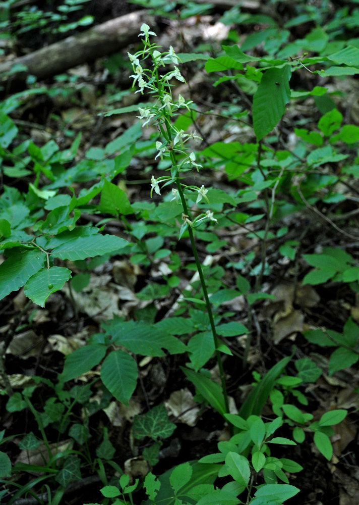 Изображение особи Platanthera chlorantha.