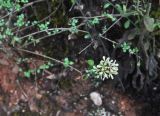 Abelia chinensis. Побег с отцветшими цветками. Китай, провинция Гуандун, р-н Шаогуань, геопарк \"Дансия\", лес. 17.10.2017.