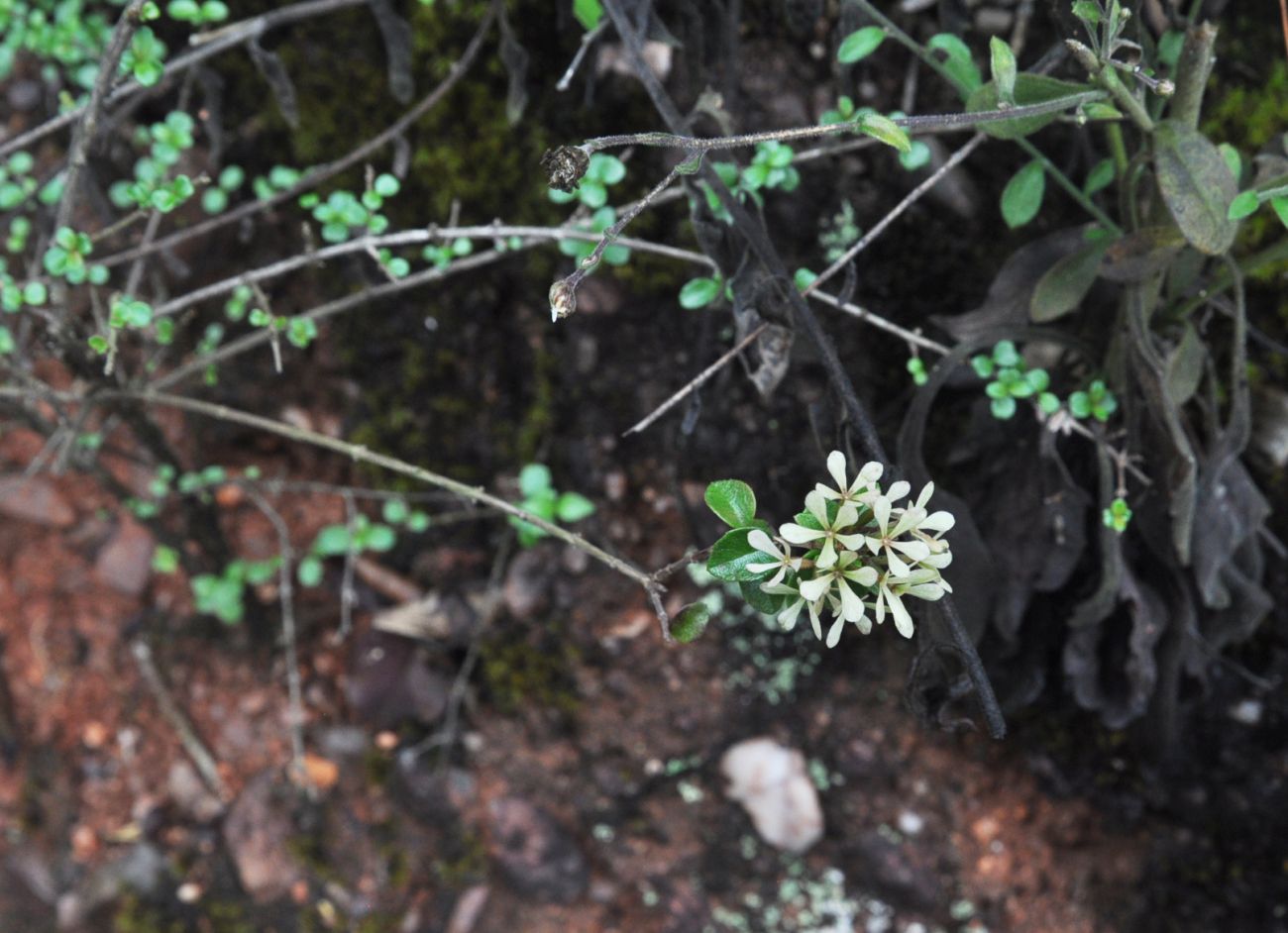 Изображение особи Abelia chinensis.