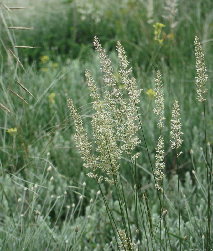 Image of Koeleria macrantha specimen.