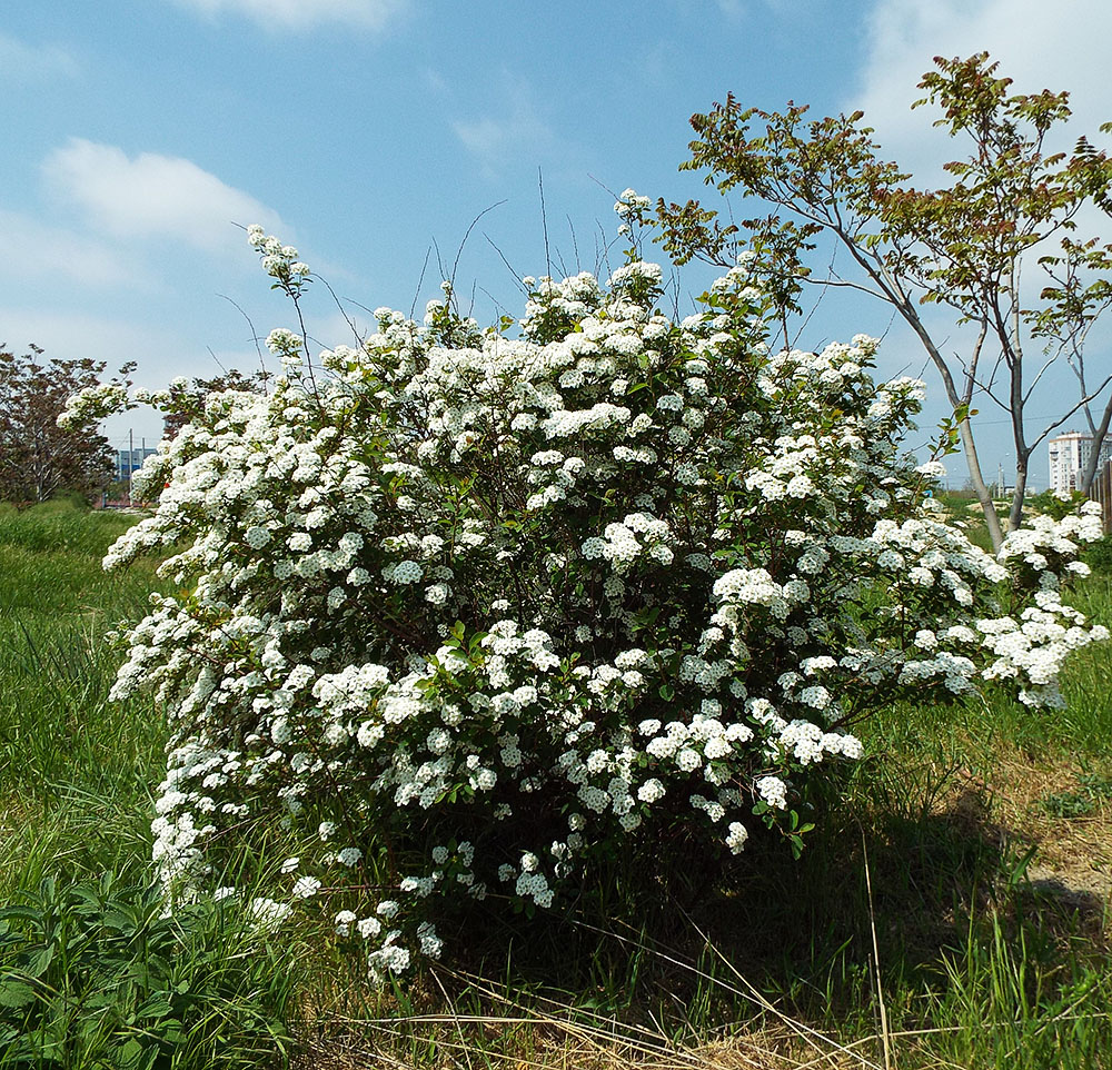 Image of Spiraea &times; vanhouttei specimen.