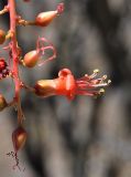 Fouquieria splendens