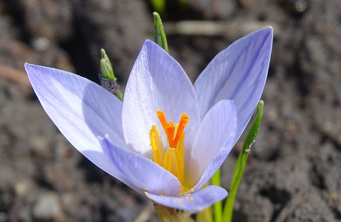 Изображение особи Crocus reticulatus.