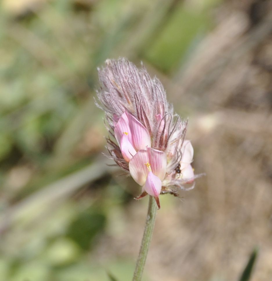 Изображение особи Onobrychis ebenoides.