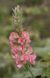 Onobrychis viciifolia. Соцветие. Испания, автономное сообщество Каталония, провинция Жирона, комарка Сельва, муниципалитет Сускеда, окр. деревни Сант-Марти-Сакальм, 835 м н.у.м., не занятый под выгон участок луга. 08.05.2018.