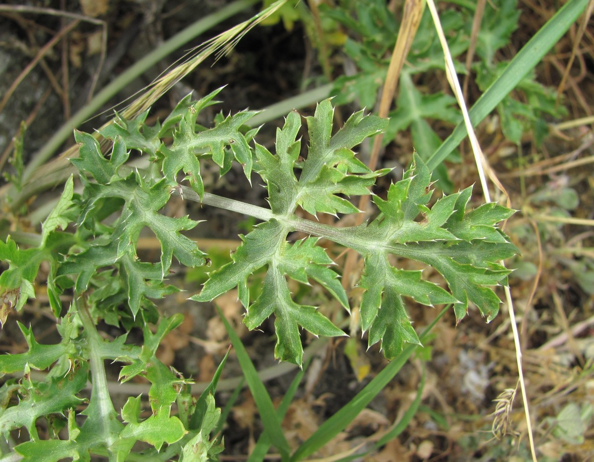 Image of Eryngium caeruleum specimen.