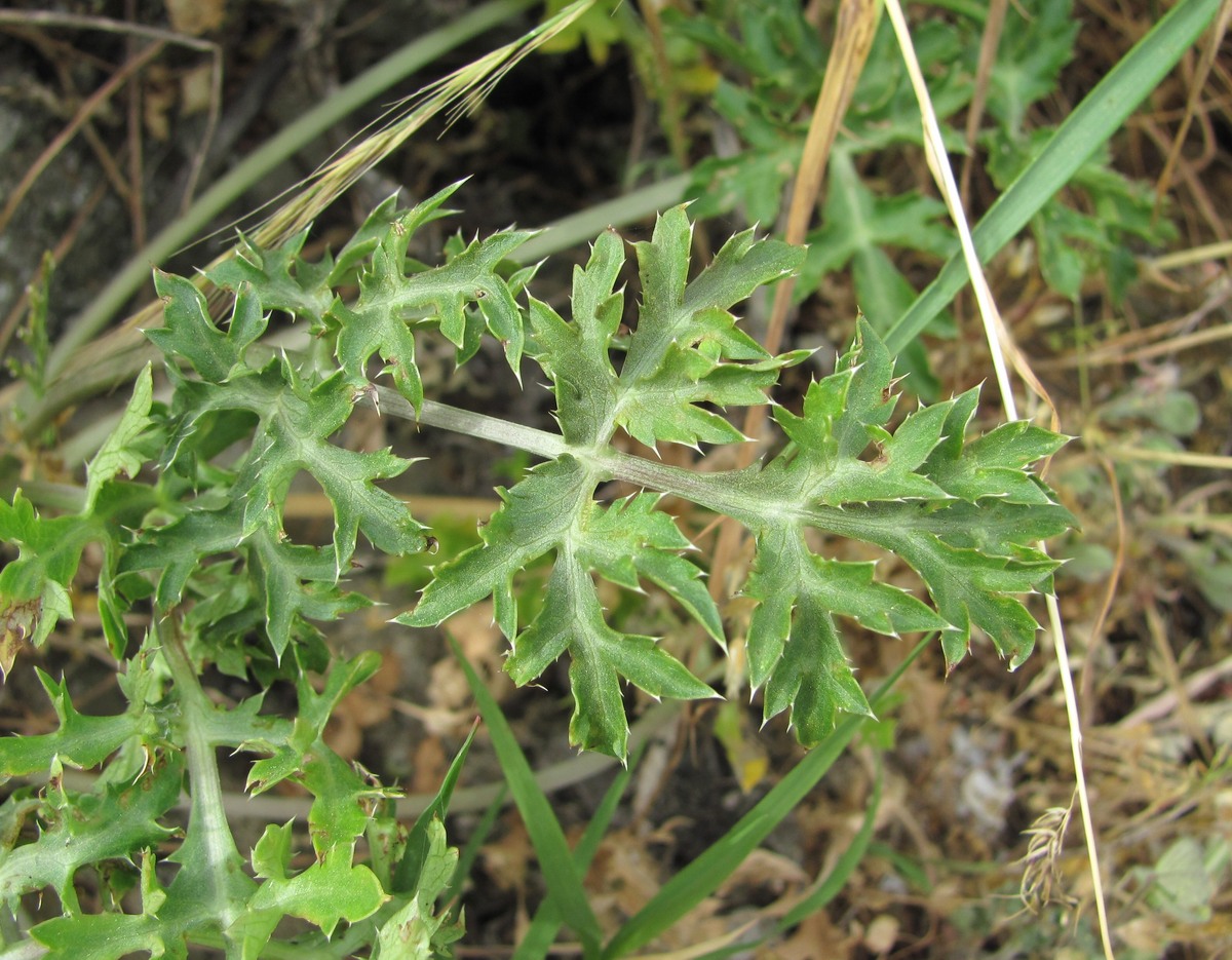 Изображение особи Eryngium caeruleum.