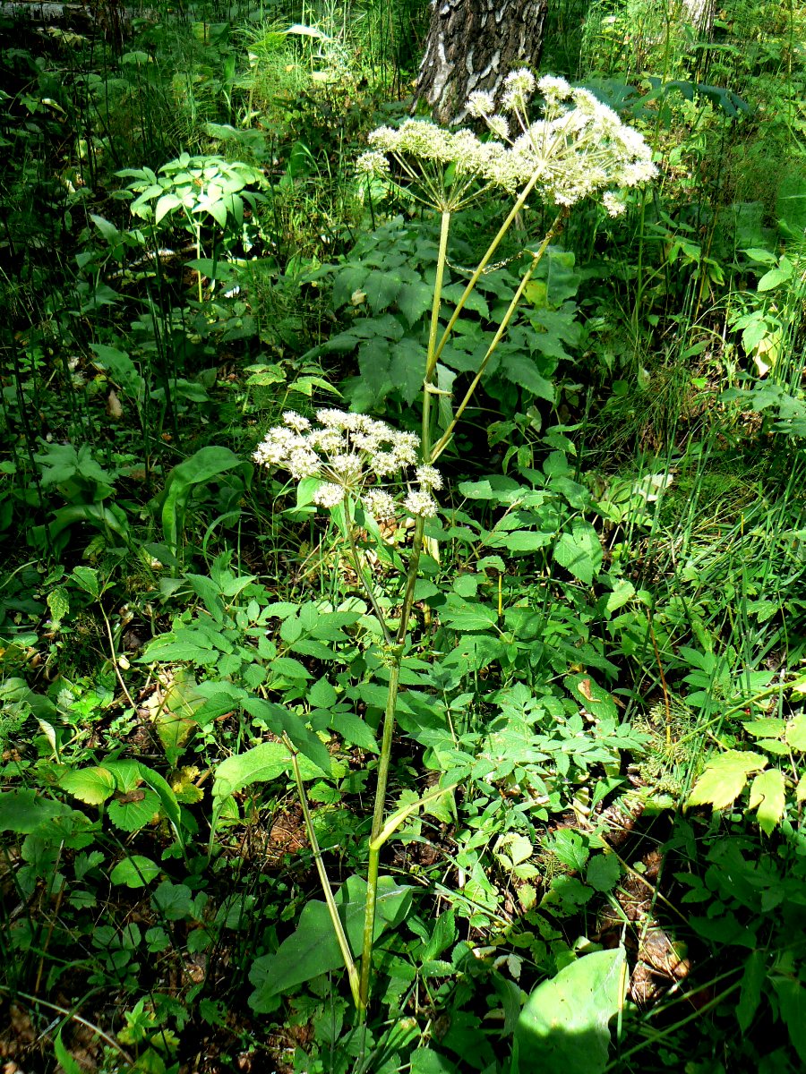 Image of Angelica sylvestris specimen.