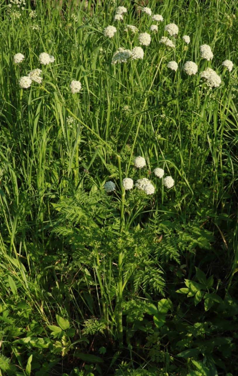 Изображение особи Anthriscus sylvestris.