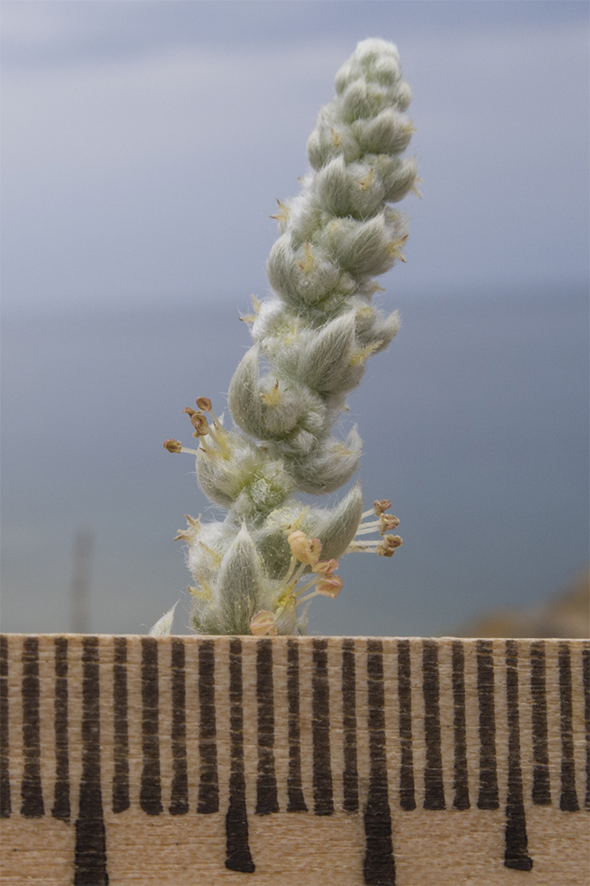 Image of Bassia prostrata specimen.