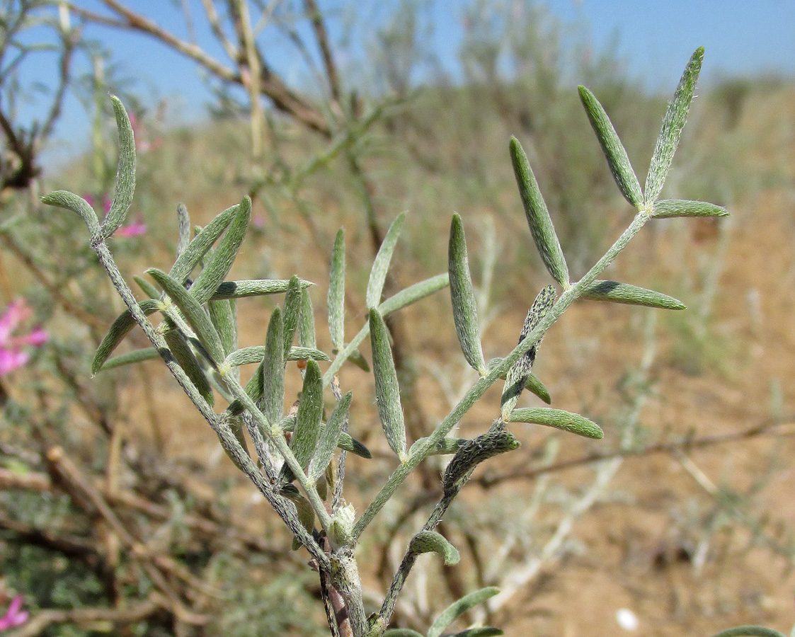 Image of Astragalus barbidens specimen.