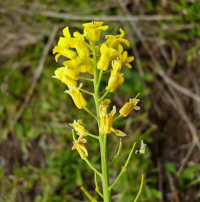 Image of Barbarea arcuata specimen.