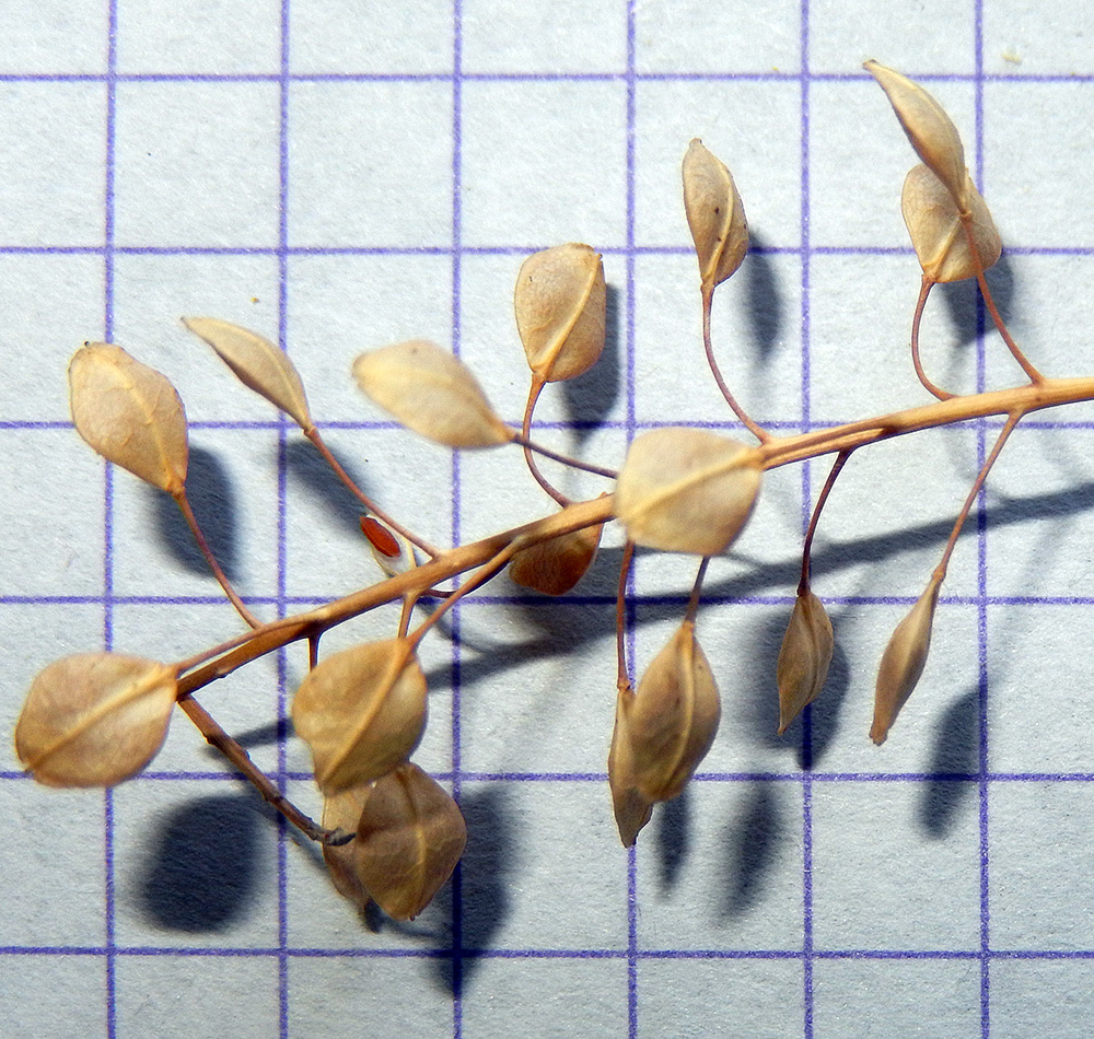 Image of Lepidium perfoliatum specimen.
