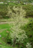 Populus alba