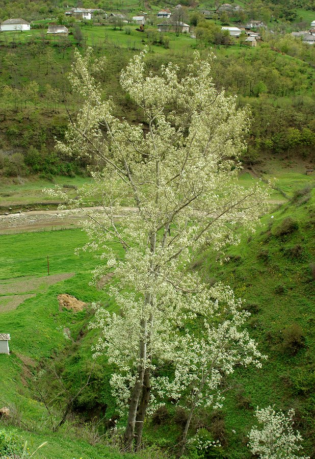 Image of Populus alba specimen.