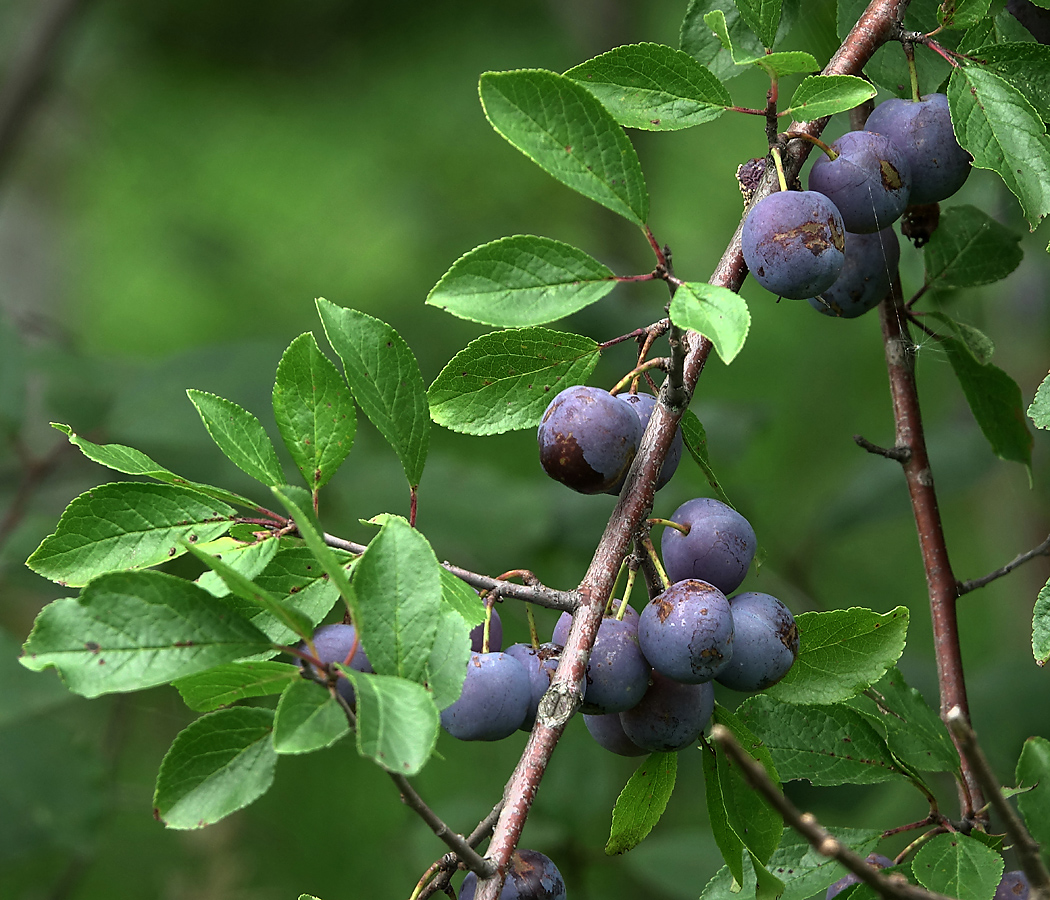Image of Prunus spinosa specimen.