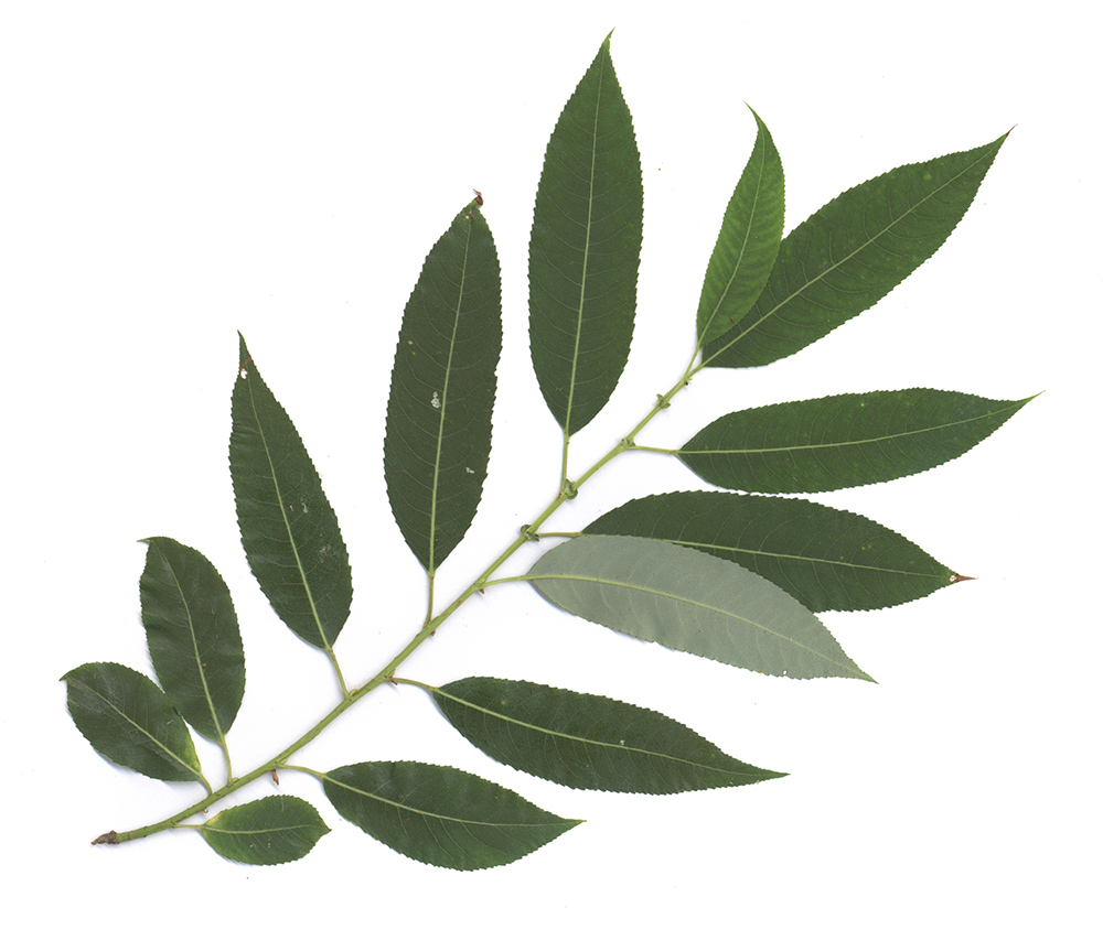 Image of Salix triandra specimen.