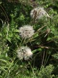 Scorzonera albicaulis. Верхушка плодоносящего растения. Приморский край, о. Русский. 06.09.2018.