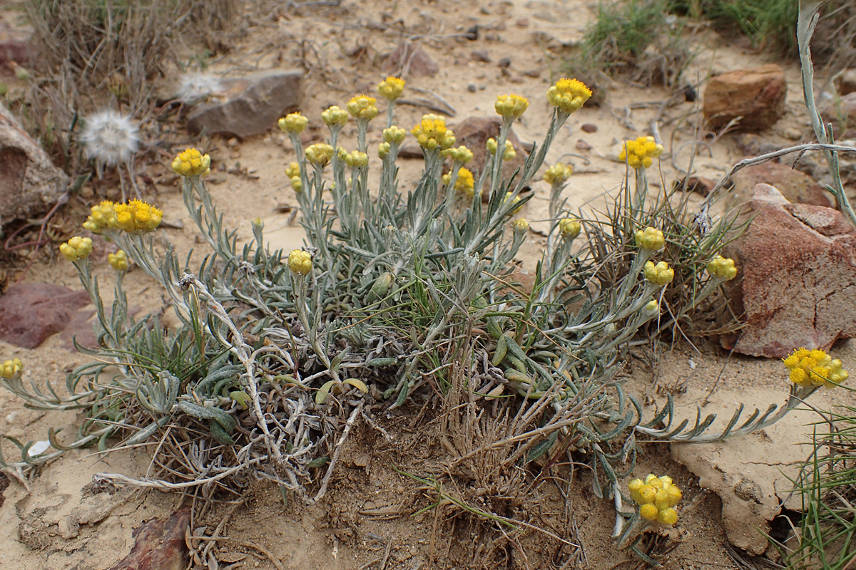 Image of Helichrysum stoechas ssp. barrelieri specimen.