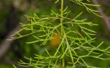 Adonis vernalis. Часть побега. Башкортостан, Учалинский р-н, Ильчигуловский сельсовет, окр. дер. Мулдашево, опушка разреженного березняка. 7 сентября 2018 г.