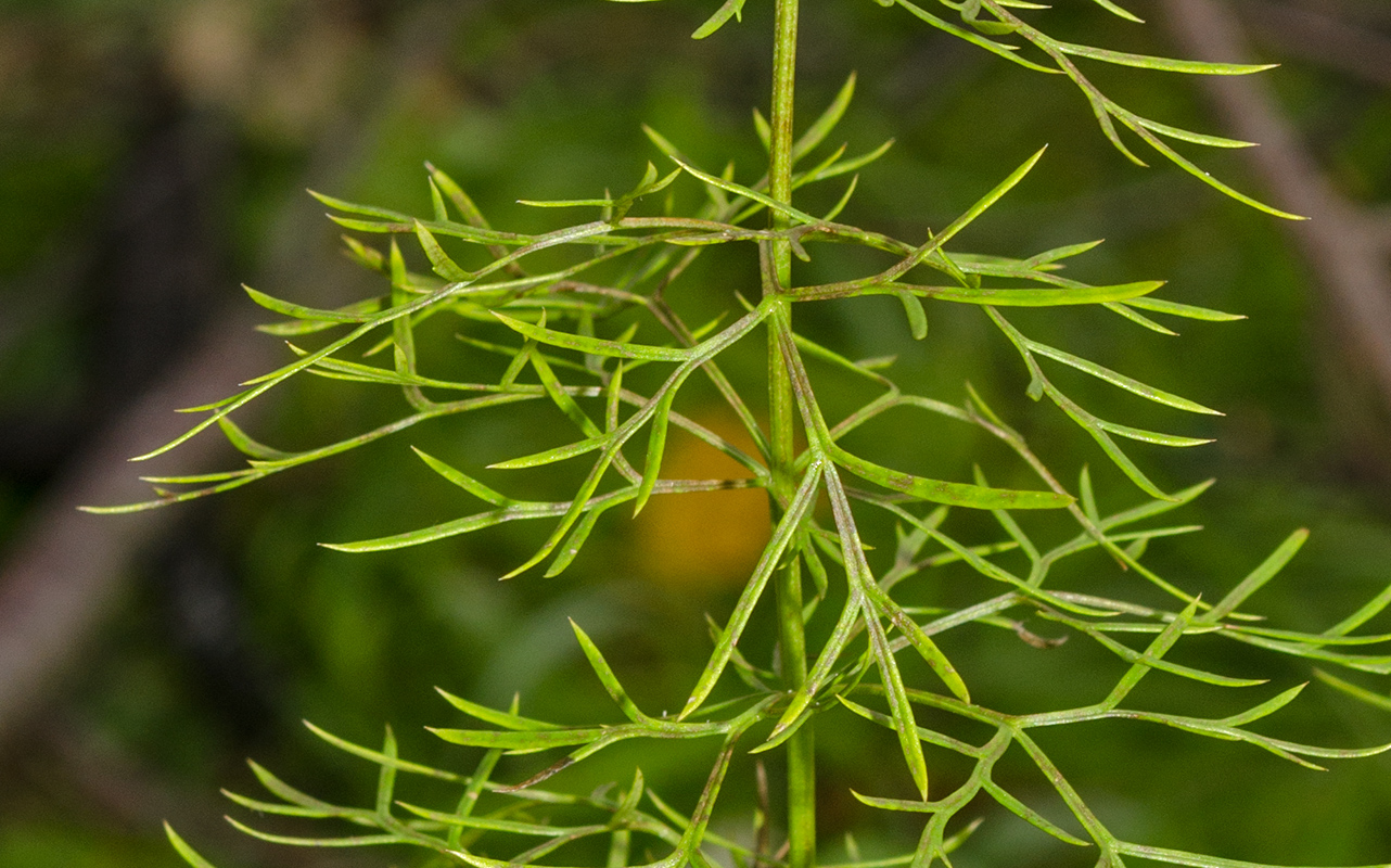 Изображение особи Adonis vernalis.