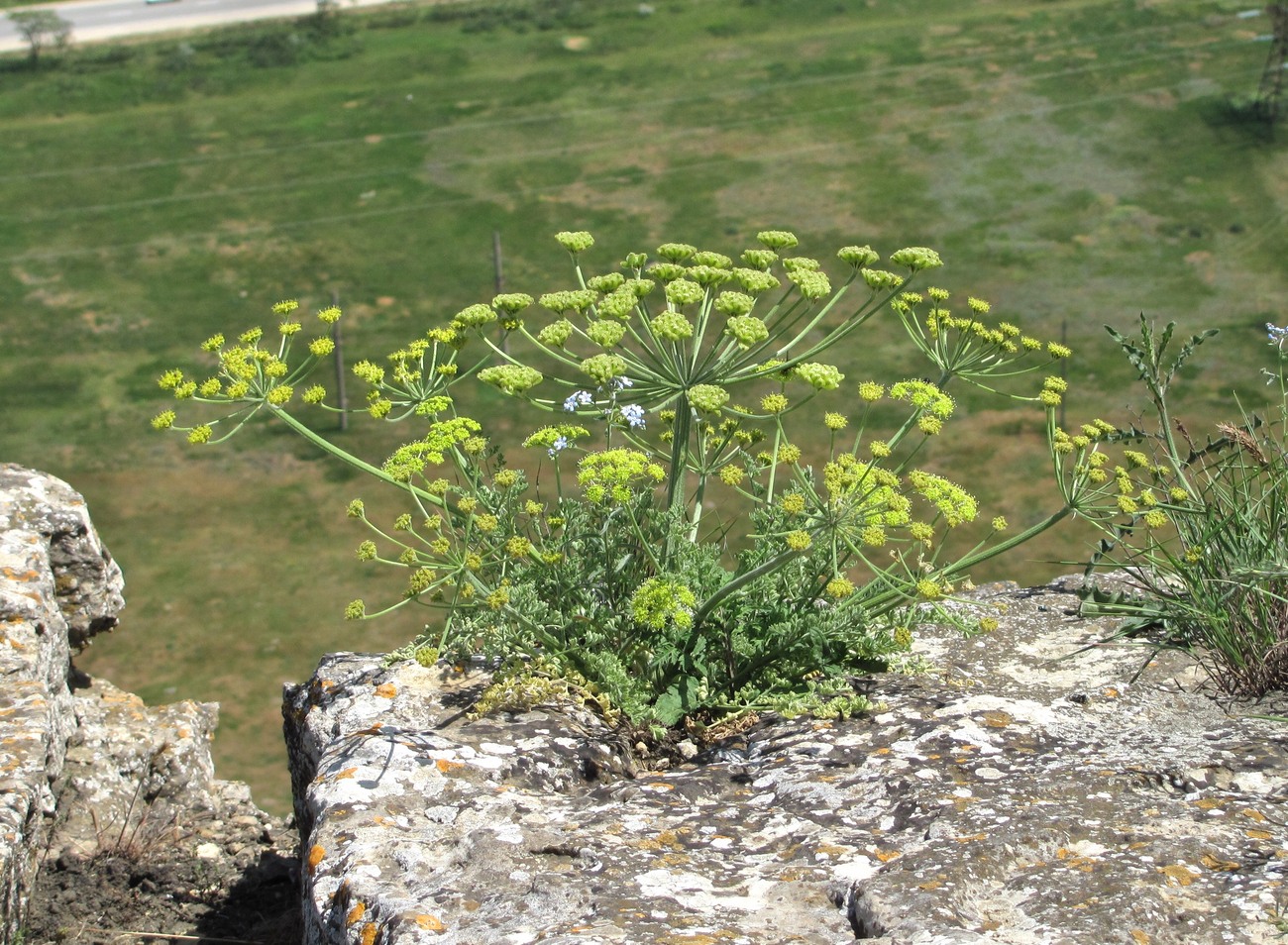 Изображение особи Zosima absinthifolia.