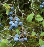 Prunus stepposa. Часть побега с плодами. Карачаево-Черкесия, Малокарачаевский р-н, Аликоновское ущелье. 10.09.2018.