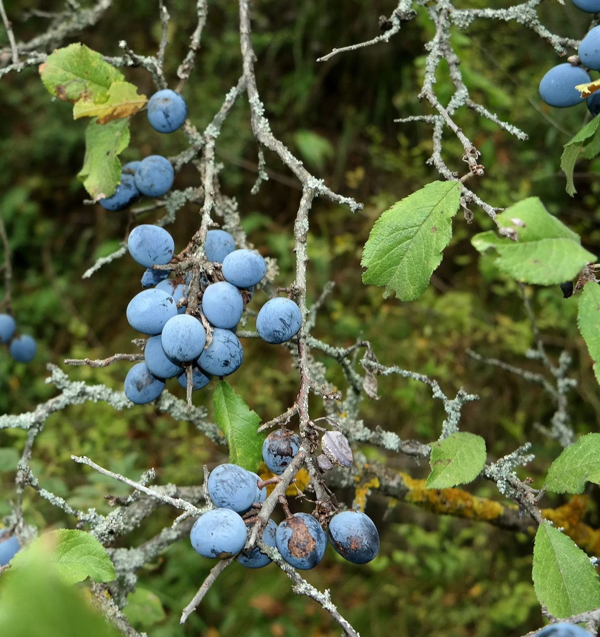 Image of Prunus stepposa specimen.