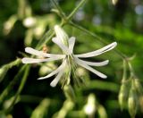 Silene nutans. Мужской цветок. Украина, Киевская обл., Вышгородский р-н, севернее с. Лебедевка, бор между Киевским водохранилищем и дренажным каналом. 23 мая 2010 г.