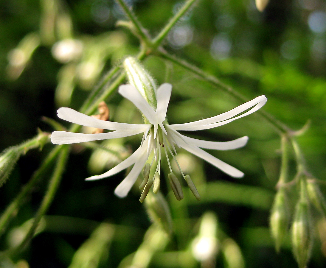 Изображение особи Silene nutans.