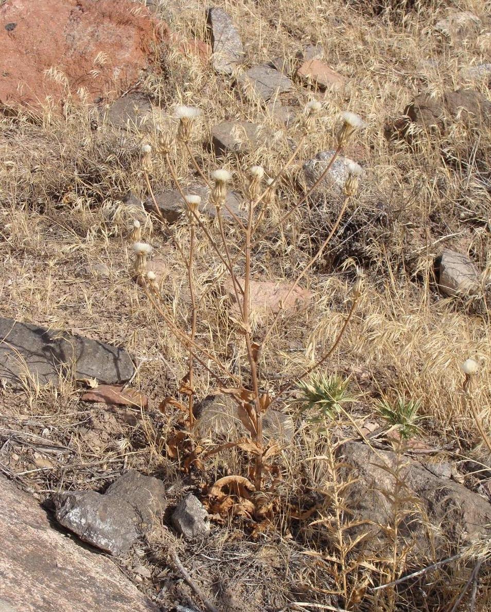 Image of Crepis alpina specimen.