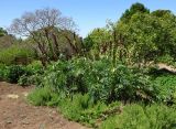 Melianthus major